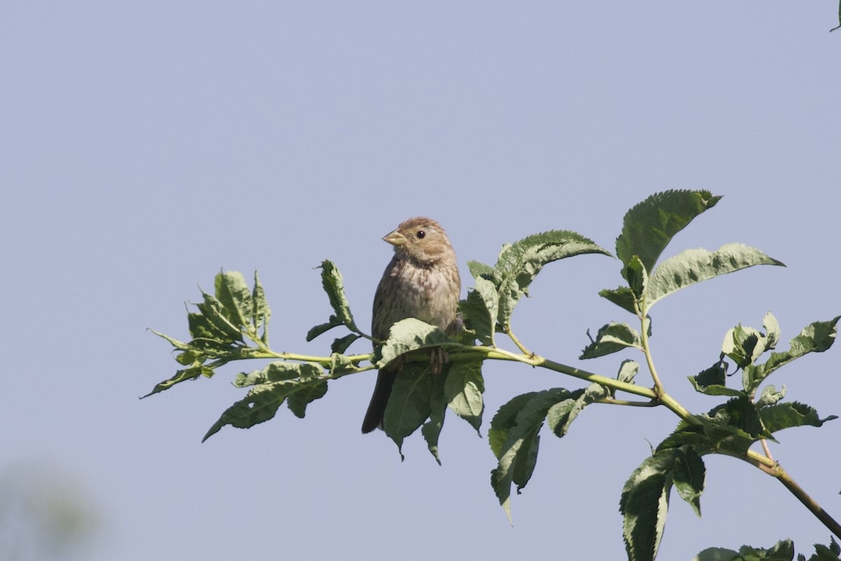 Corn Bunting - ML638897138