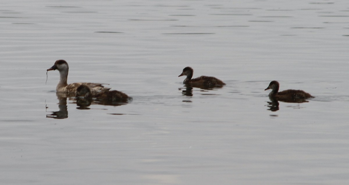 Red-crested Pochard - ML638897139