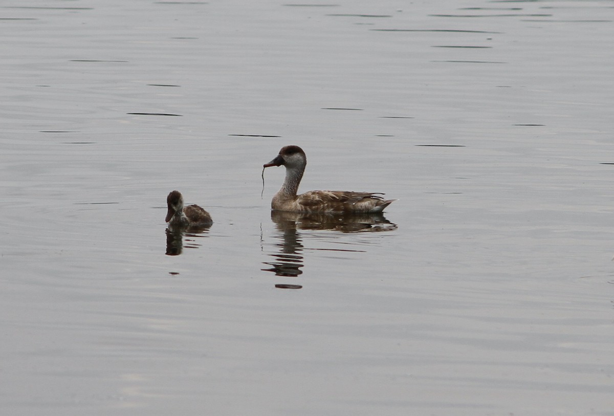 Red-crested Pochard - ML638897155