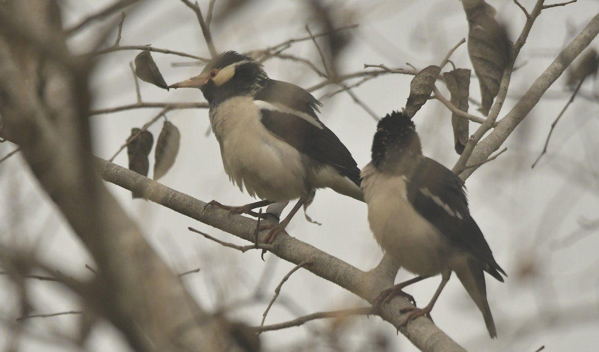 印度鵲椋鳥 - ML638897162
