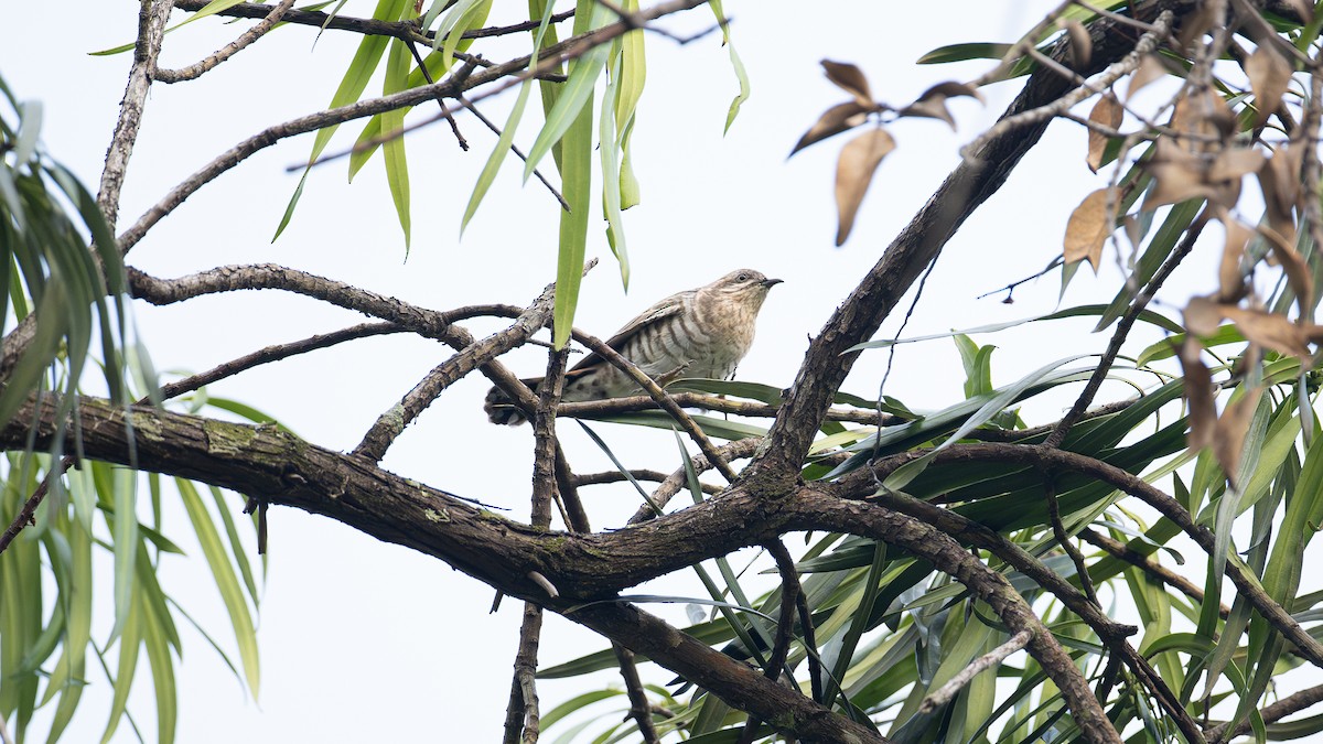 Horsfield's Bronze-Cuckoo - ML638897166