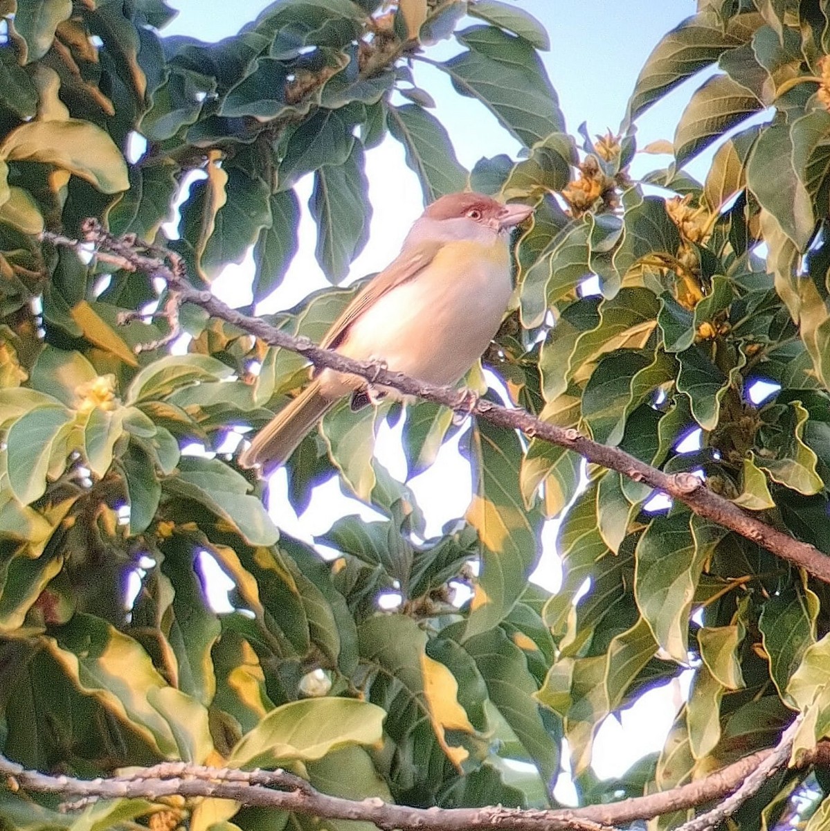 Rufous-browed Peppershrike - ML638897172