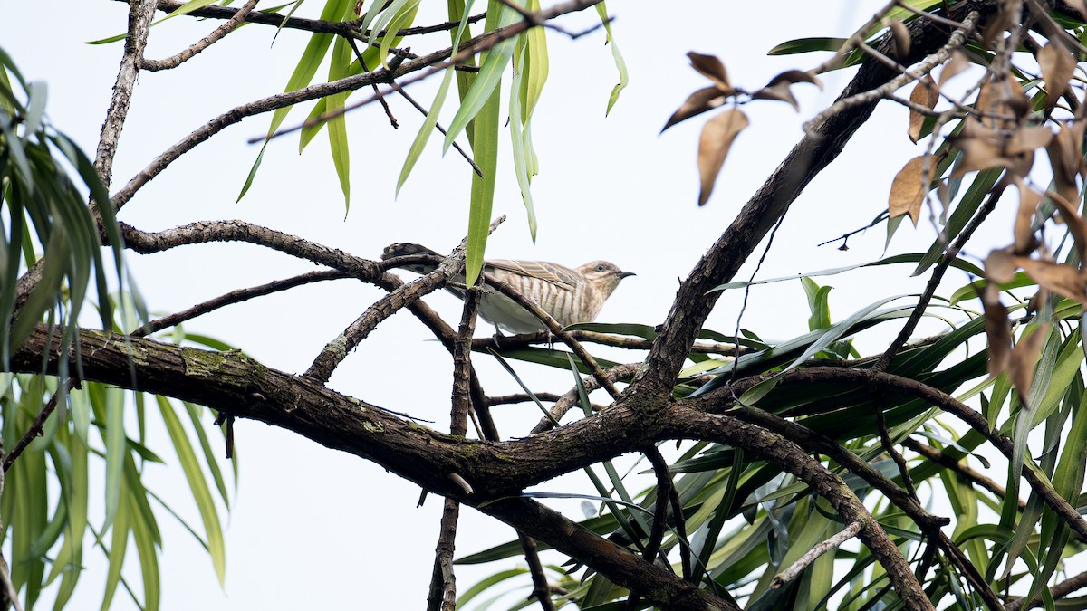 Horsfield's Bronze-Cuckoo - ML638897193