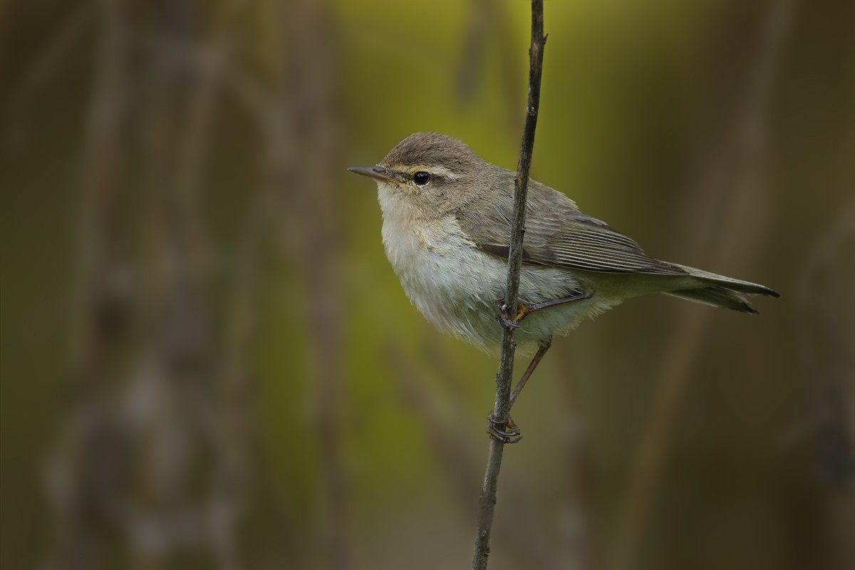 budníček menší - ML638897237