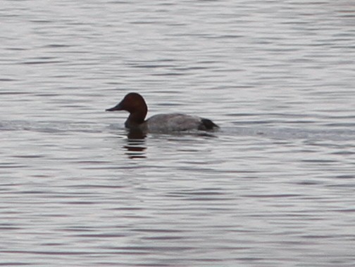 Common Pochard - ML638897243