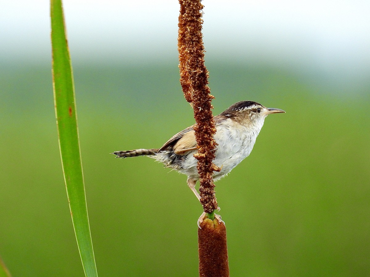 Marsh Wren - ML638897245