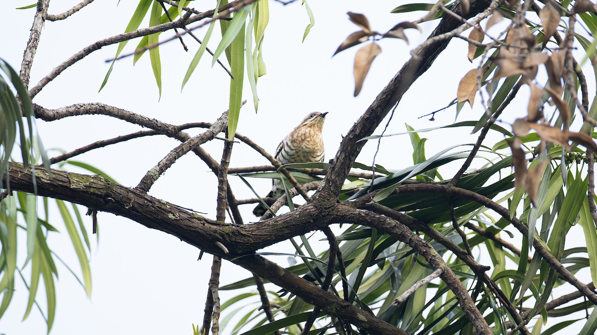 Horsfield's Bronze-Cuckoo - ML638897277