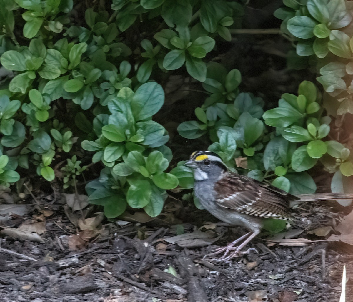 White-throated Sparrow - ML638897282