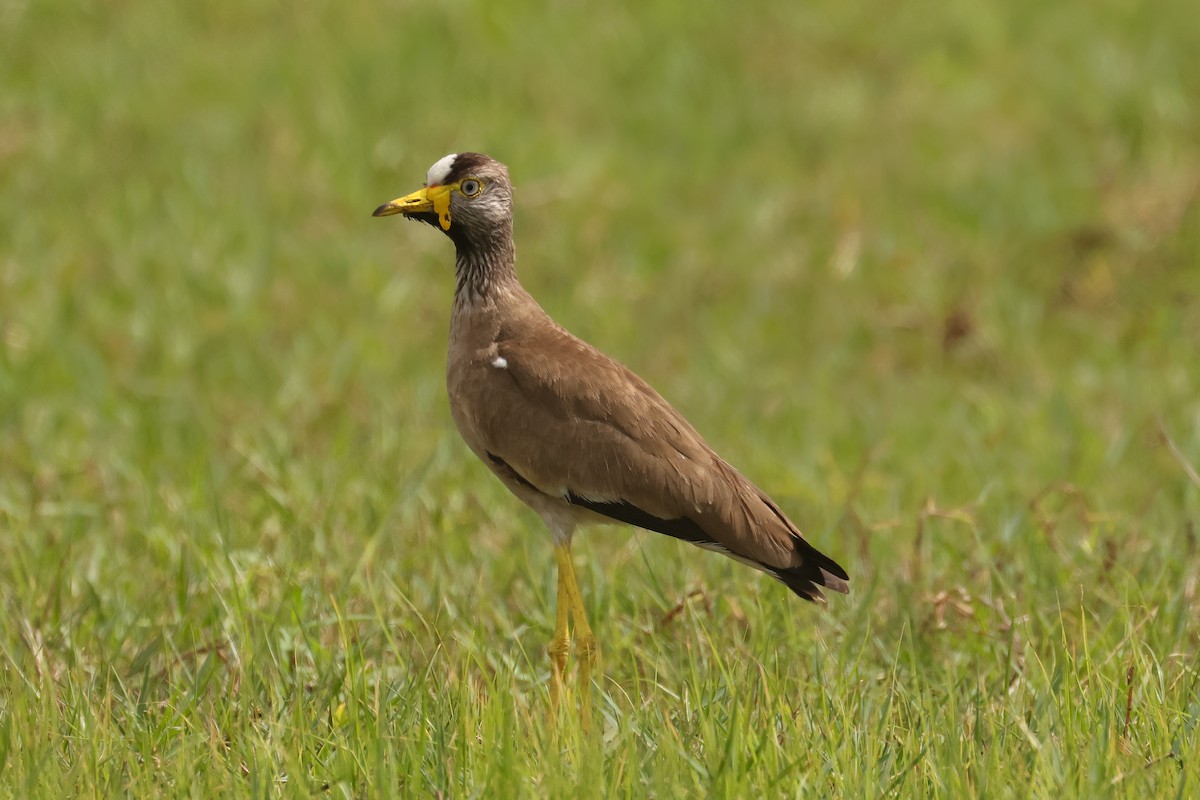 Wattled Lapwing - ML638897299