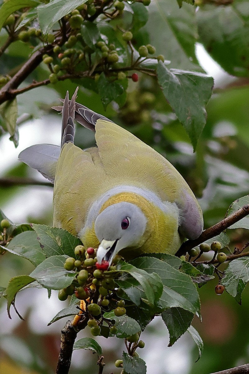Yellow-footed Green-Pigeon - ML638897340