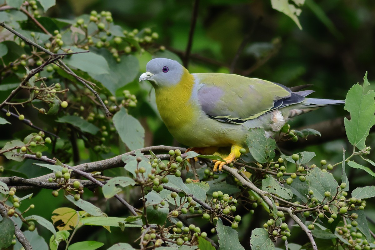 Yellow-footed Green-Pigeon - ML638897341