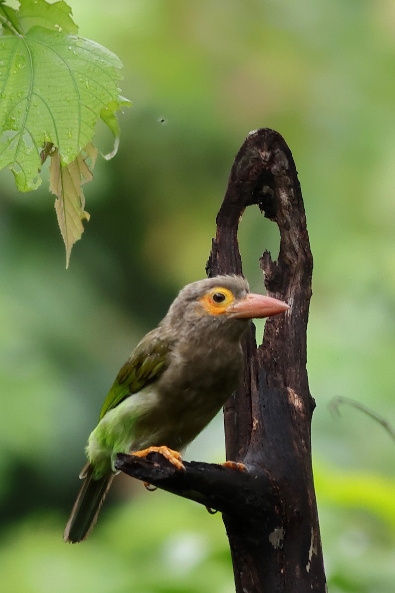 Brown-headed Barbet - ML638897349