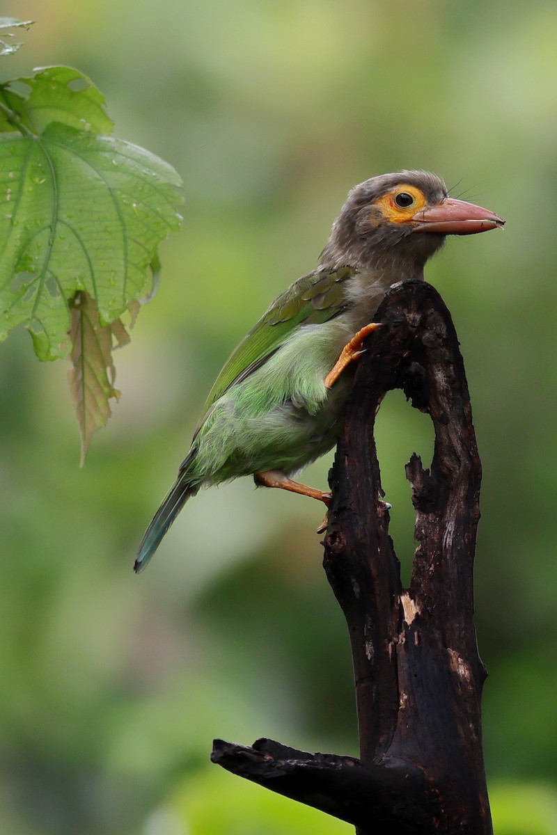 Brown-headed Barbet - ML638897350