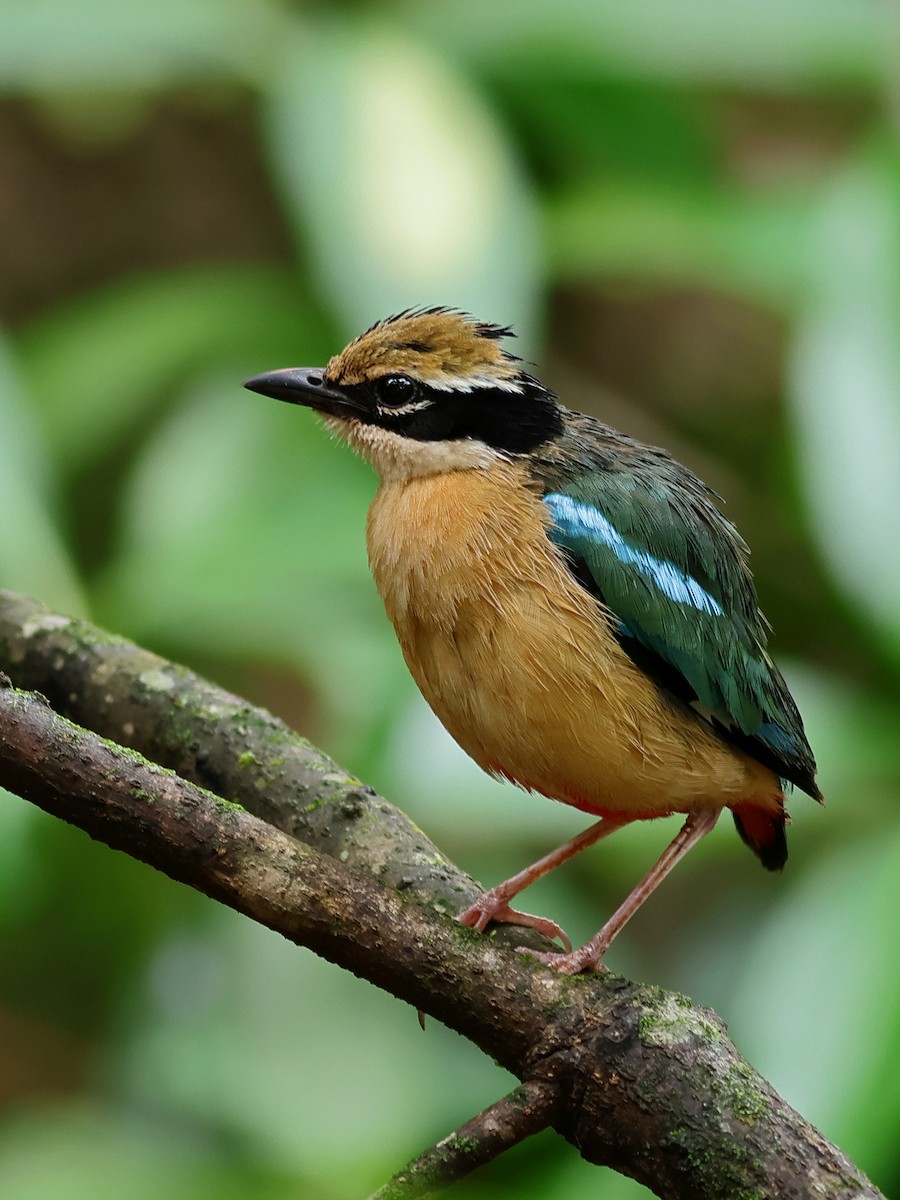 Indian Pitta - ML638897354