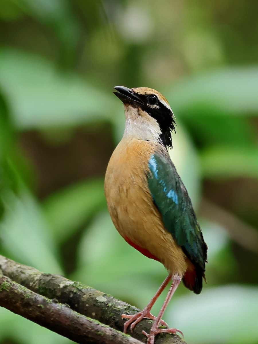 Indian Pitta - ML638897355