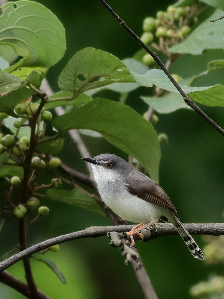 Gray-breasted Prinia - ML638897359