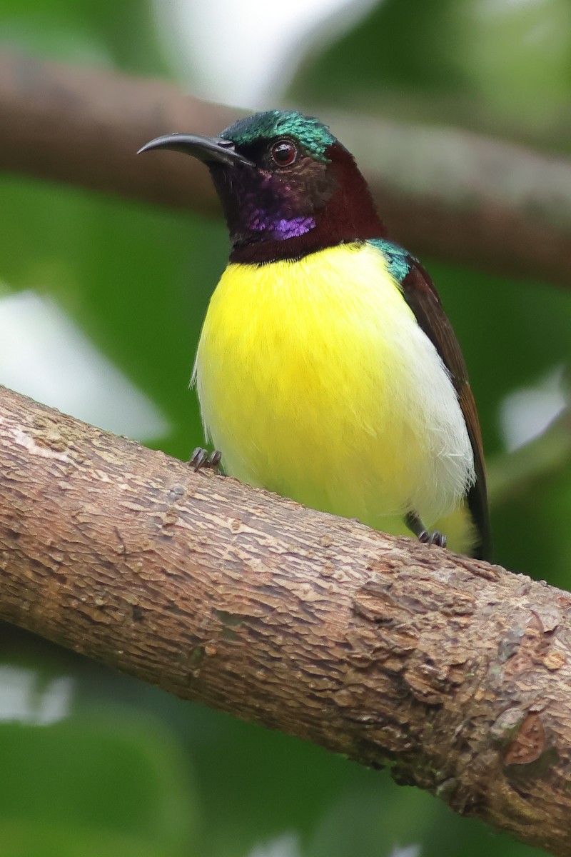 Purple-rumped Sunbird - ML638897363