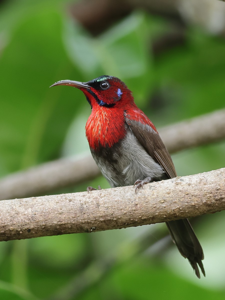 Vigors's Sunbird - ML638897367