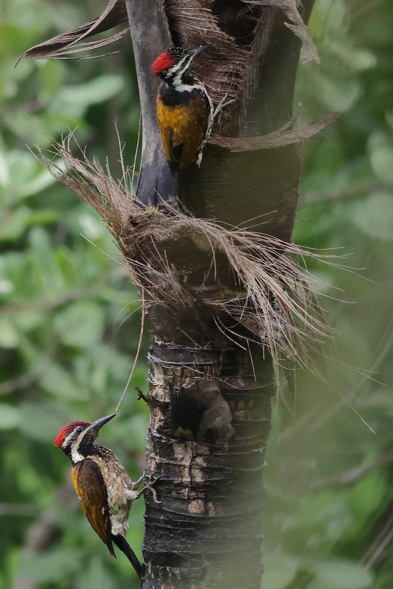 Black-rumped Flameback - ML638897407