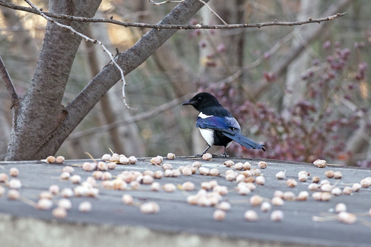 Oriental Magpie - ML638897421