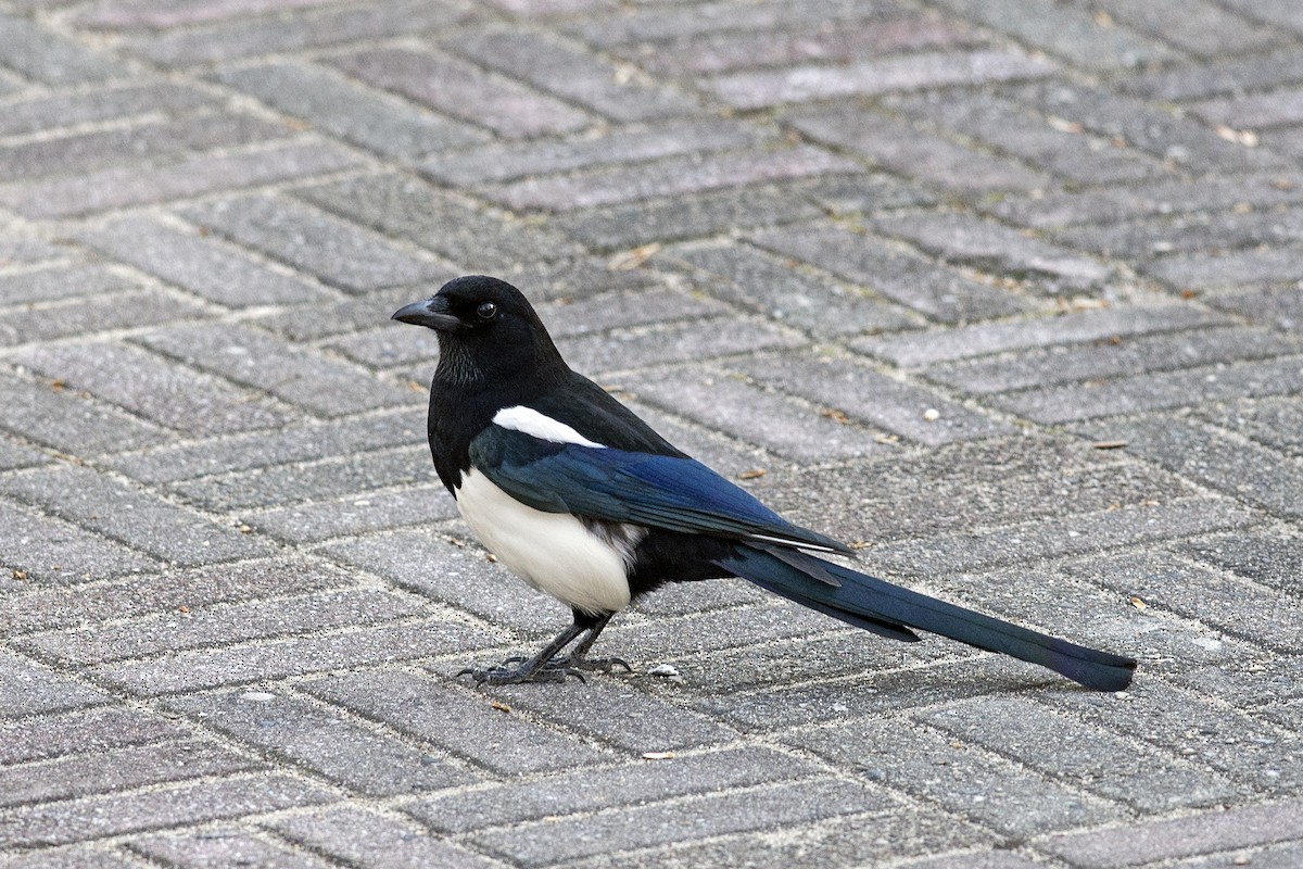 Oriental Magpie - ML638897431