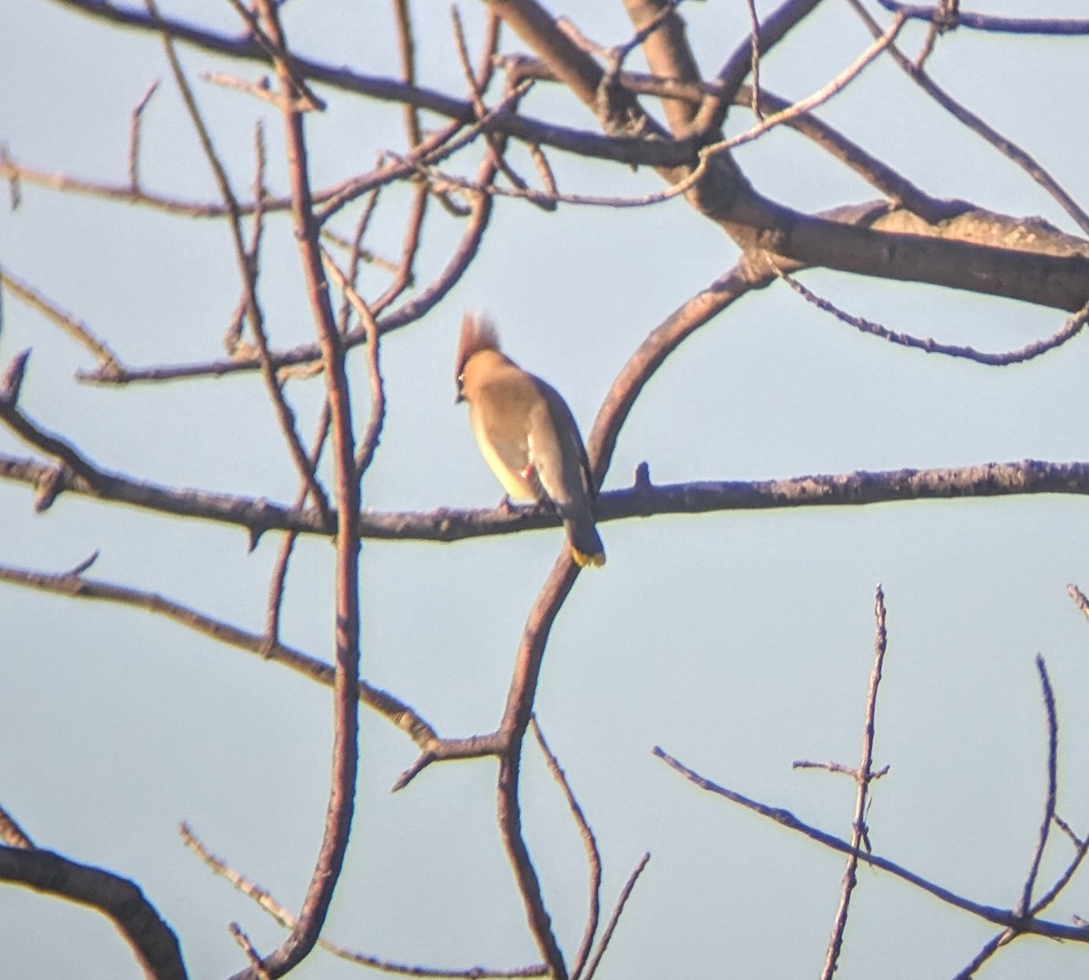 Cedar Waxwing - ML638897454
