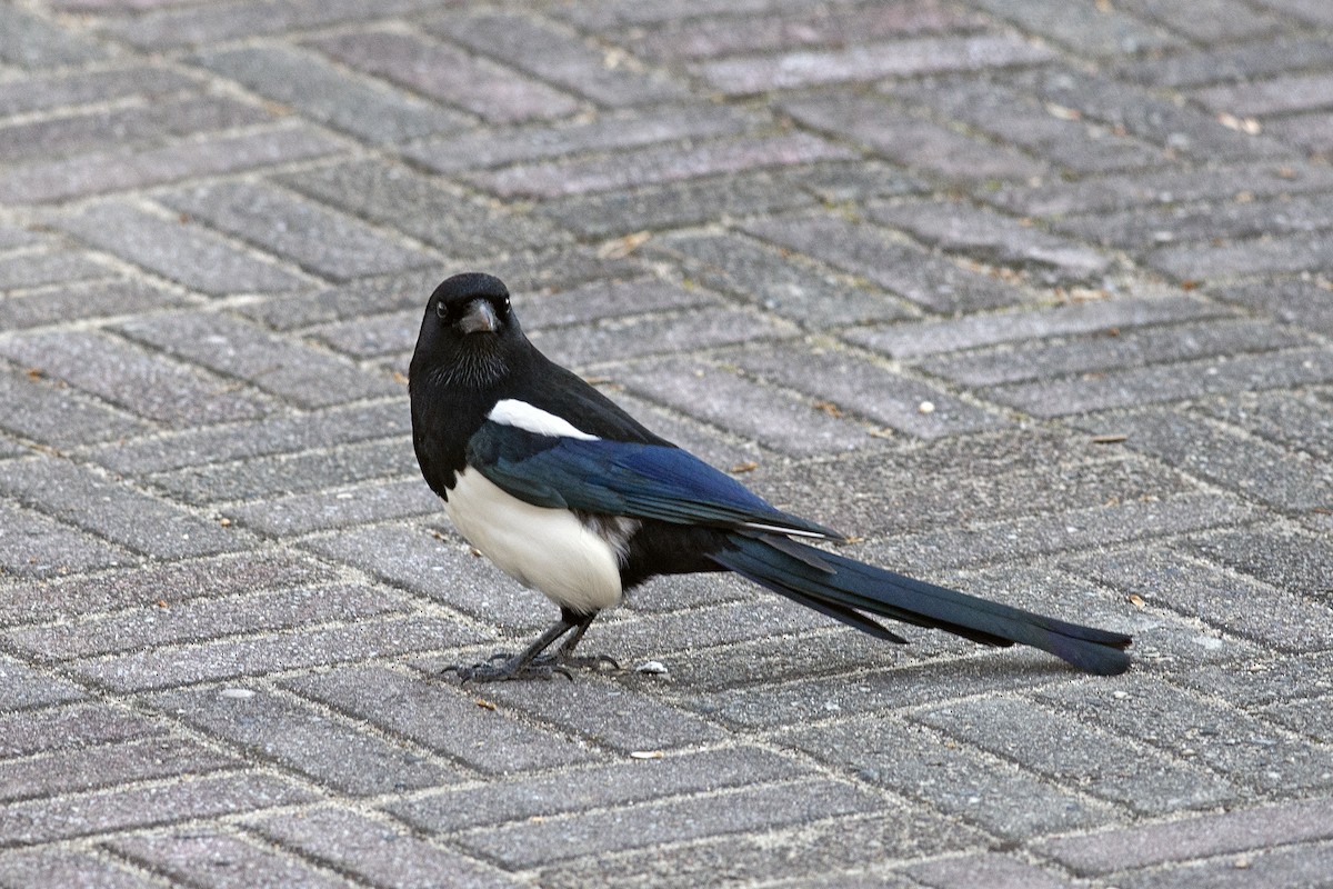 Oriental Magpie - ML638897455