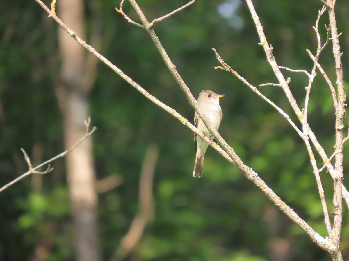 Eastern Wood-Pewee - ML638897504