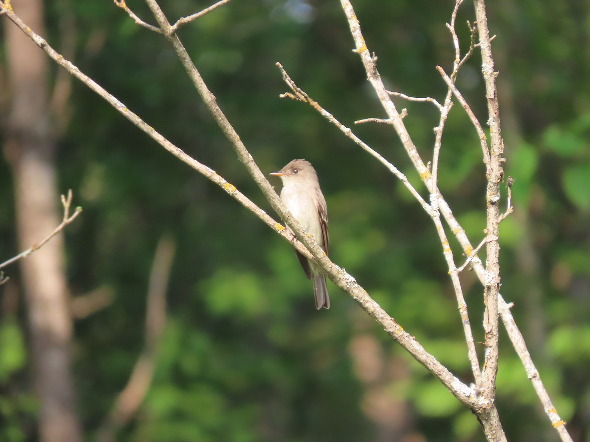 Eastern Wood-Pewee - ML638897505