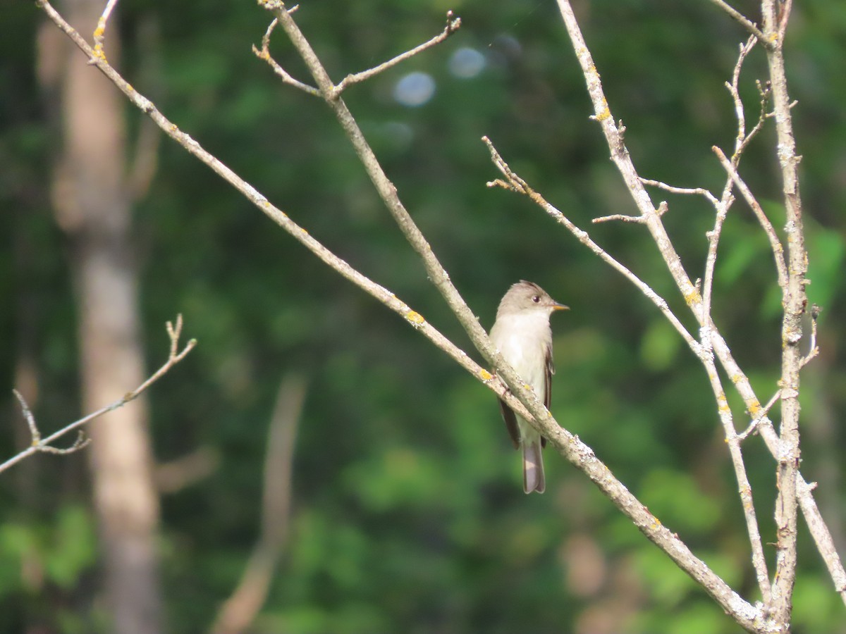 Eastern Wood-Pewee - ML638897506