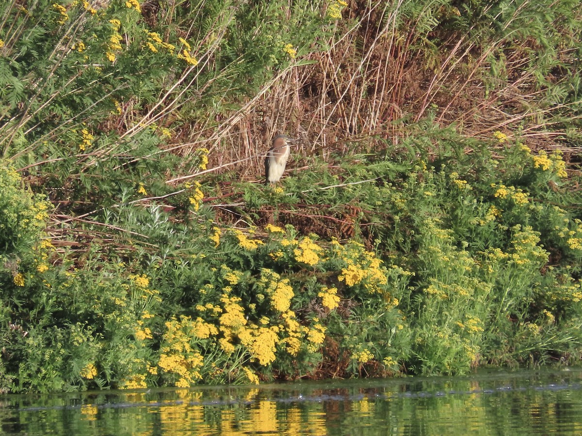 grønnrygghegre - ML638897515