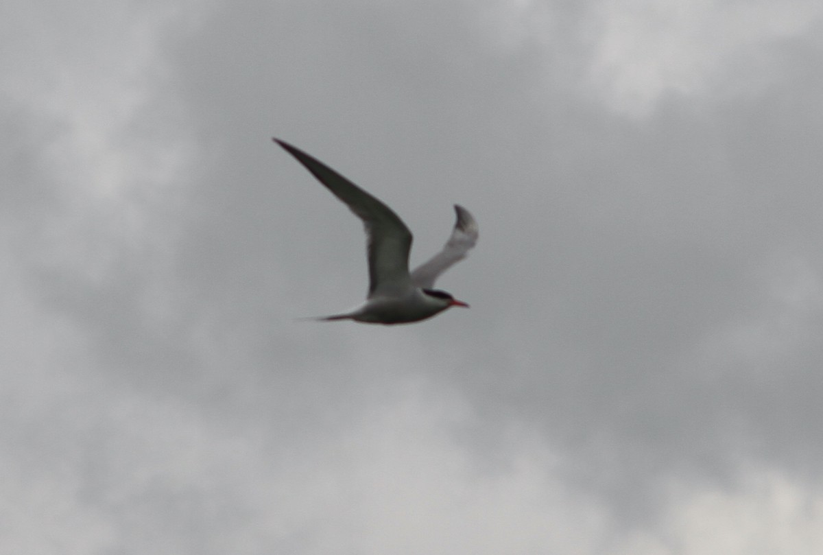 Common Tern - ML638897522