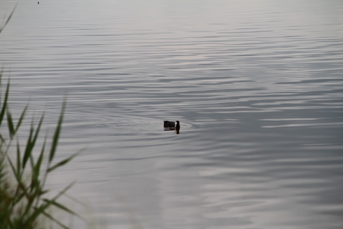 Eurasian Coot - ML638897602
