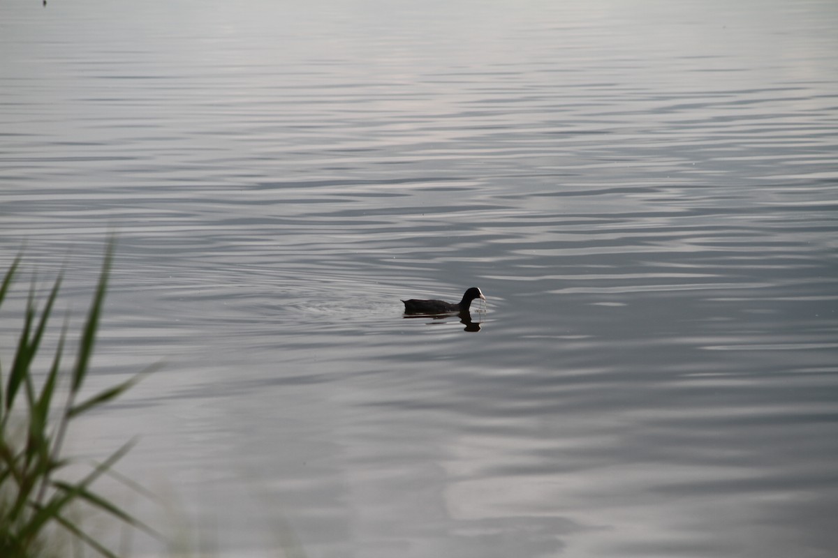 Eurasian Coot - ML638897603