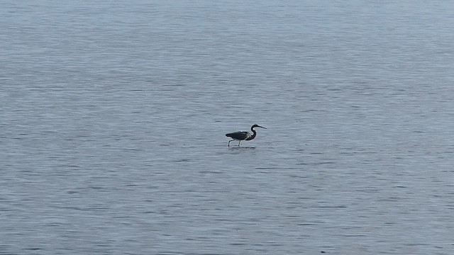 Dreifarbenreiher - ML638897616