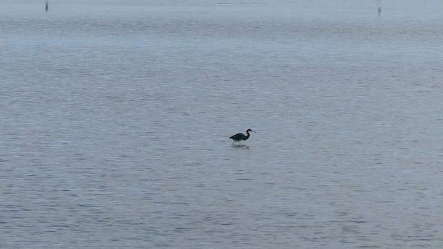 Dreifarbenreiher - ML638897631
