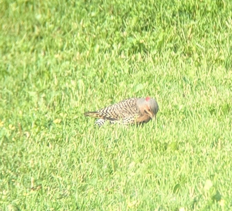 Northern Flicker - ML638897644