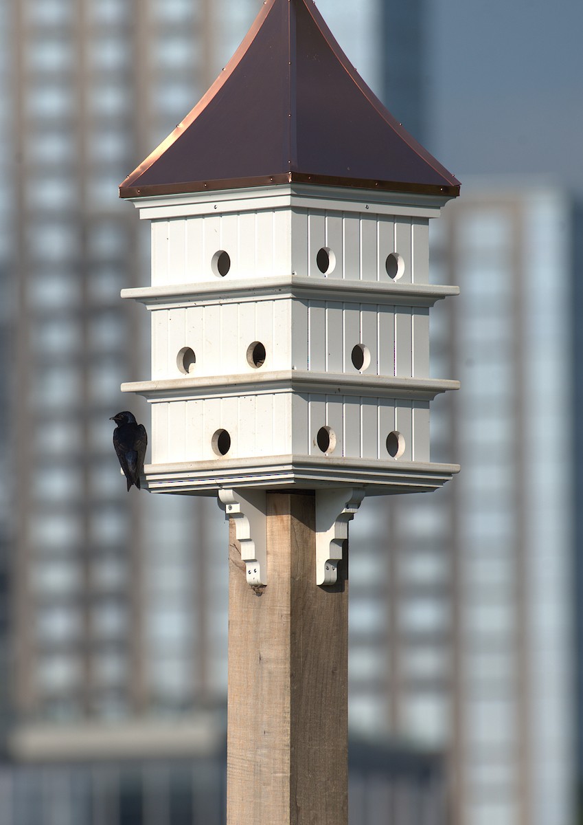 Purple Martin - ML638897652