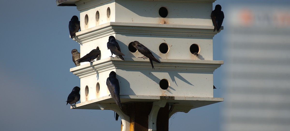 Purple Martin - ML638897653
