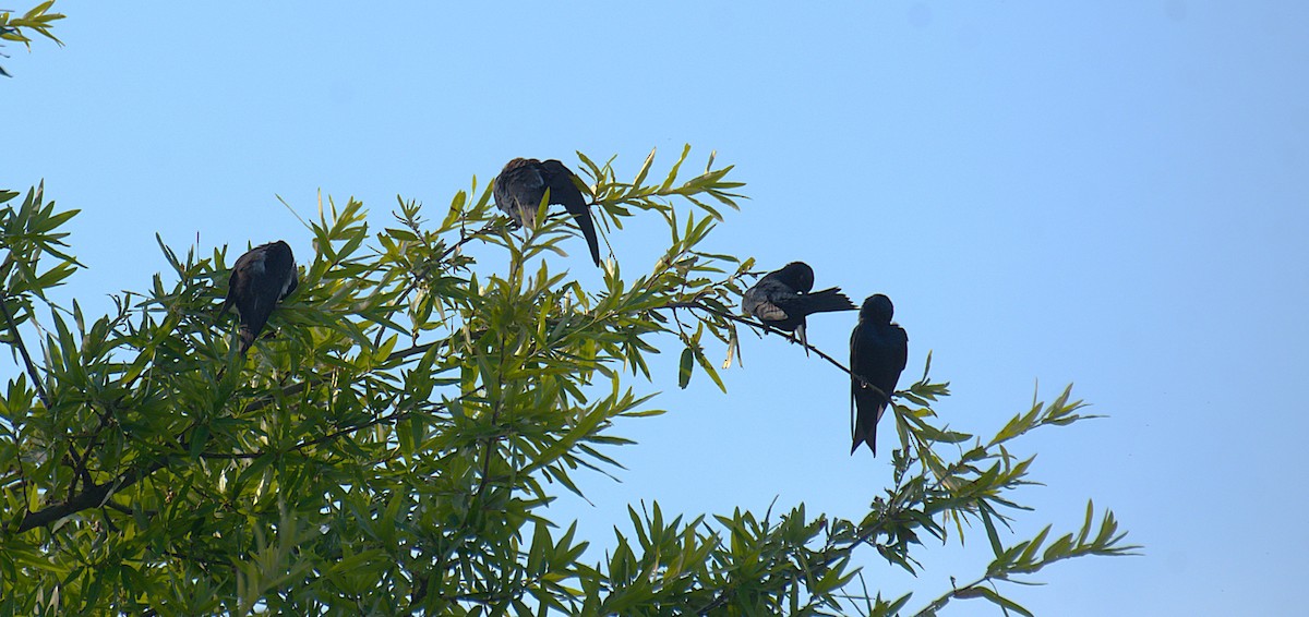 Purple Martin - ML638897655