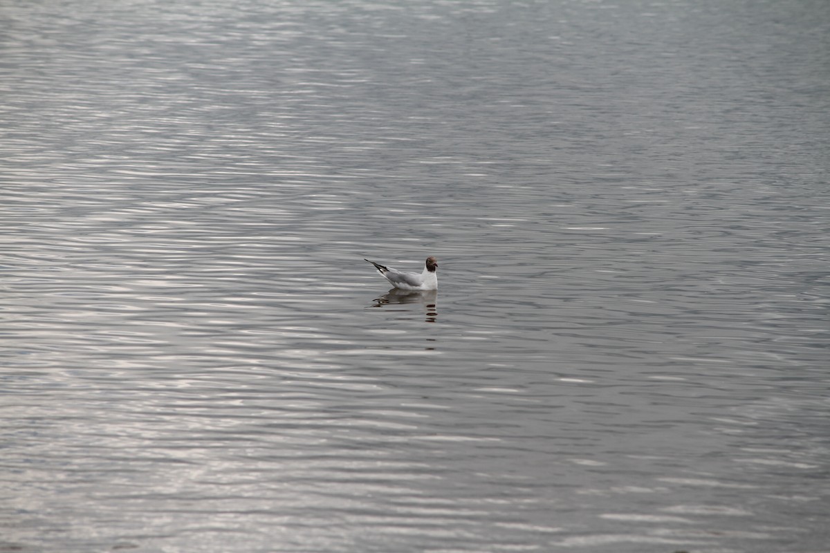 Black-headed Gull - ML638897692