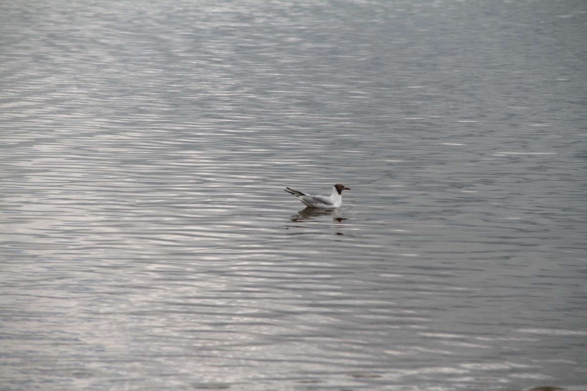 Black-headed Gull - ML638897694