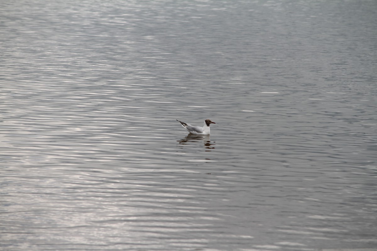 Black-headed Gull - ML638897695