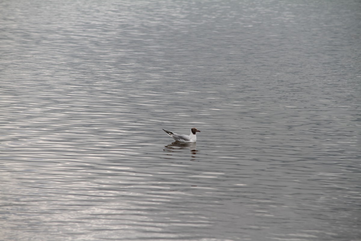 Black-headed Gull - ML638897696