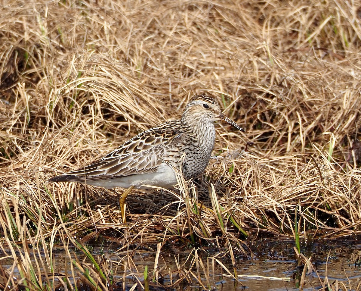 Graubrust-Strandläufer - ML638897707