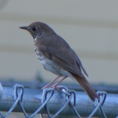 Hermit Thrush - ML638897759