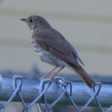 Hermit Thrush - ML638897760