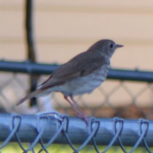 Hermit Thrush - ML638897761