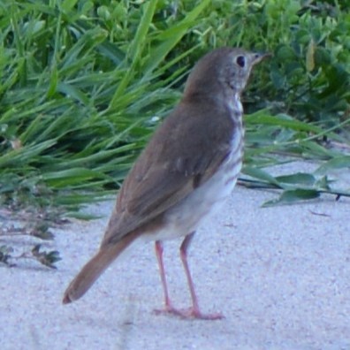 Hermit Thrush - ML638897762