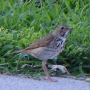 Hermit Thrush - ML638897763